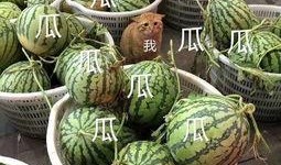 娱乐吃瓜为什么火,揭秘网络现象的火爆之谜